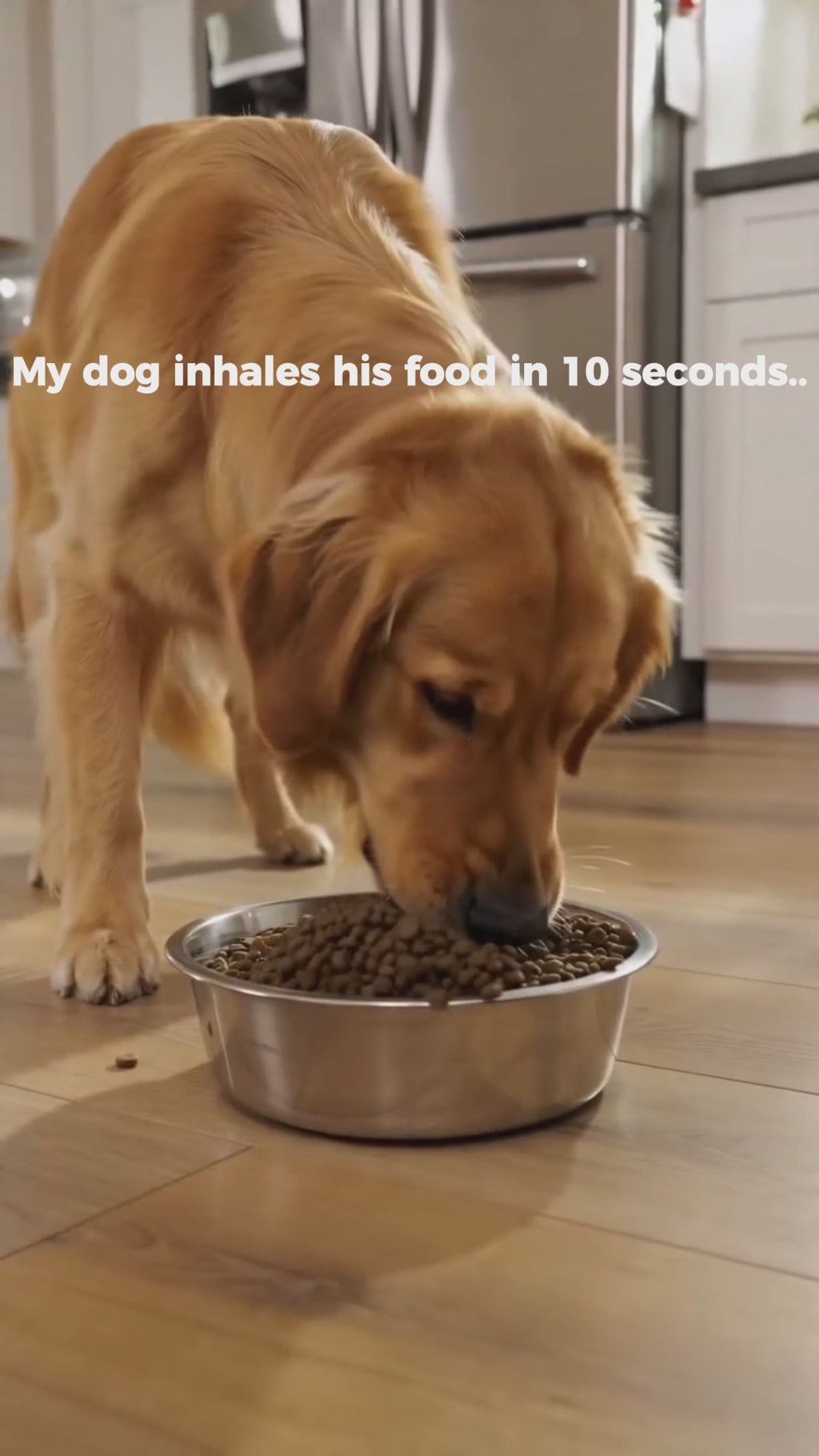 PacePup Slow Feeder Dog Bowl